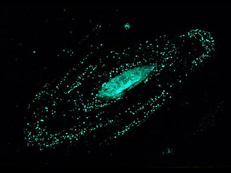 Galaxia de...