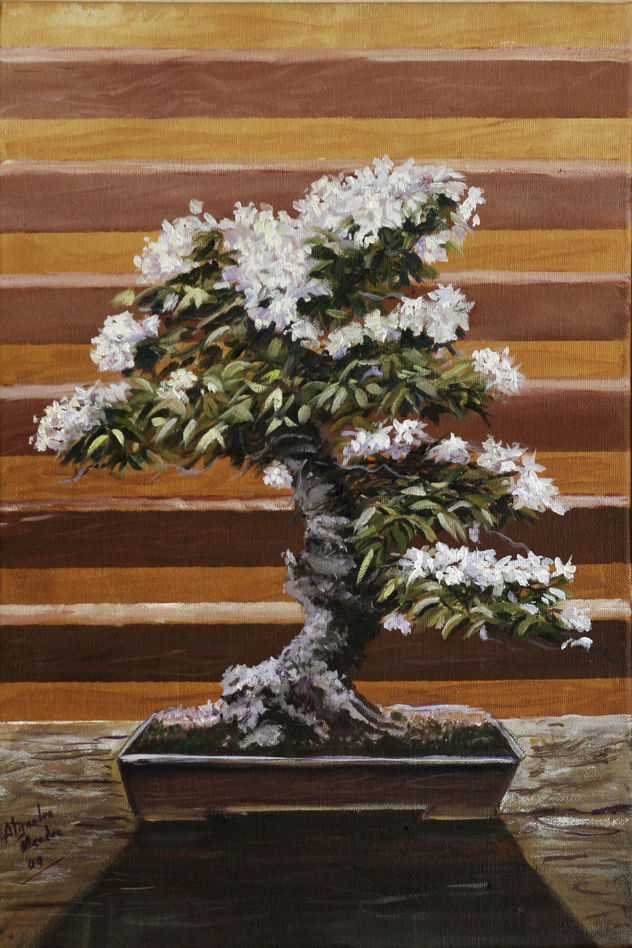 SERIE BONSAI