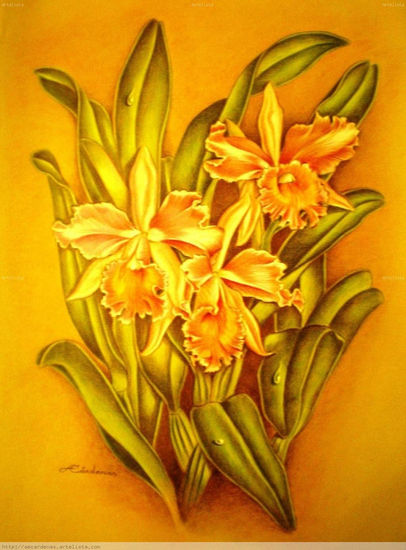 Orquídeas Pencil