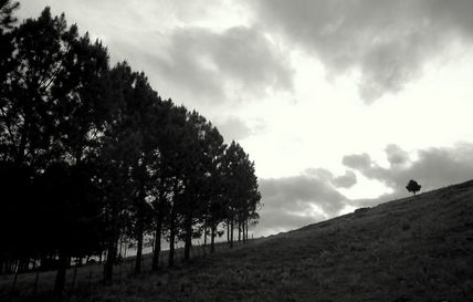 Tree Solitude