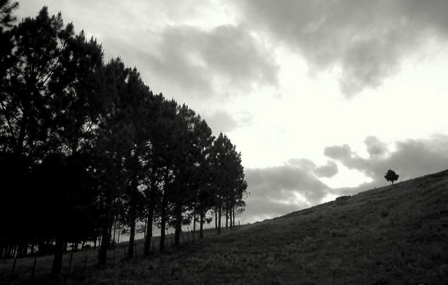 Tree Solitude Arquitectura e interiorismo Blanco y Negro (Digital)