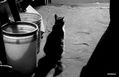 Mirando el Tigre