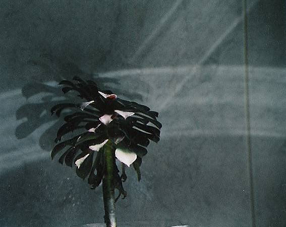 luces y sombras