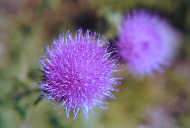 LOS DETALLES Naturaleza Color (Química)