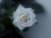 Rosa blanca