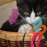 Felinos thumbnail 1