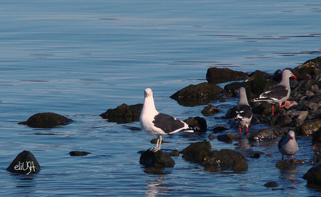 Gaviotas Fueguinas