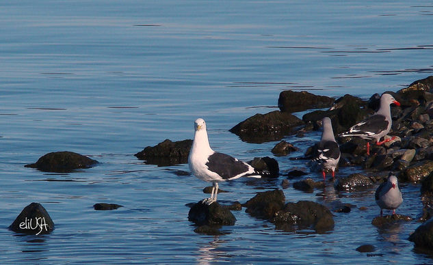 Gaviotas Fueguinas Naturaleza Color (Digital)