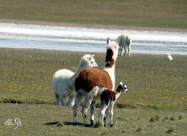 Familia Naturaleza Color (Digital)