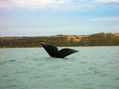 BALLENAS EN PUERTO MADRYN - ARGENTINA