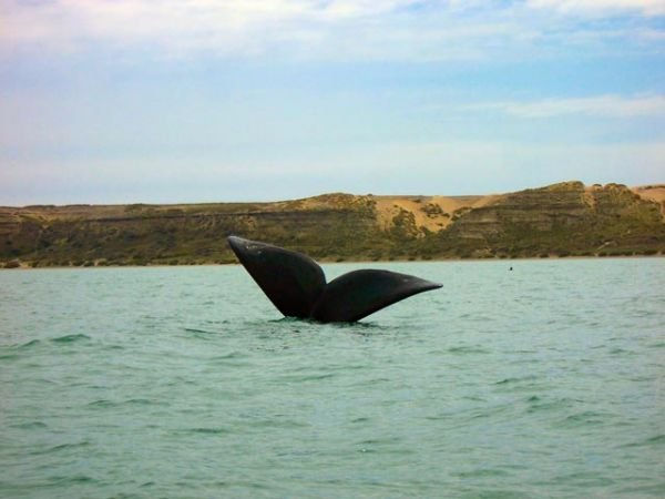 BALLENAS EN PUERTO MADRYN - ARGENTINA