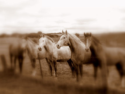 La placidez del campo