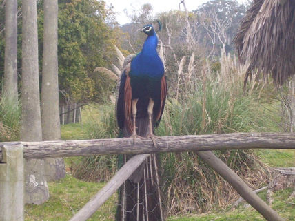 Pavo real
