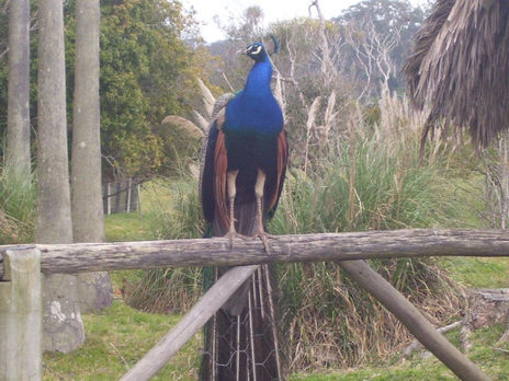 Pavo real
