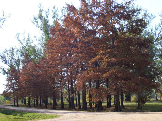 PRODIGIOS MORADOS