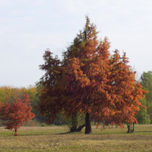 BELLEZA EN OTOÑO thumbnail 2