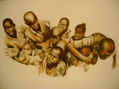 miseria