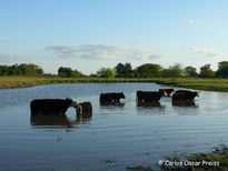 Vacas en el arroyo 1