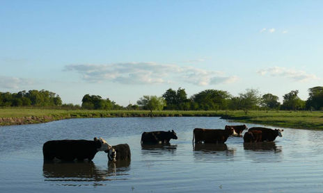 TOROS Y VACAS
