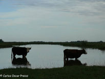 Vacas en el arroyo 2