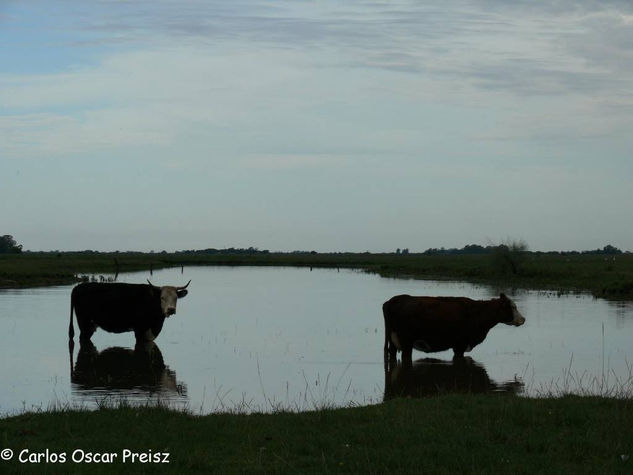 VACAS EN EL ARROYO 2 Nature Color (Digital)