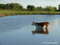 VACA EN EL ARROYO