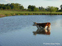 Vaca en el arroyo