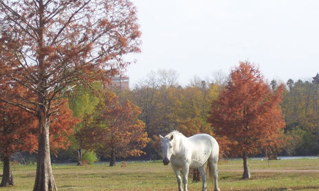 PODER Y SENSIBILIDAD: LOS CABALLOS