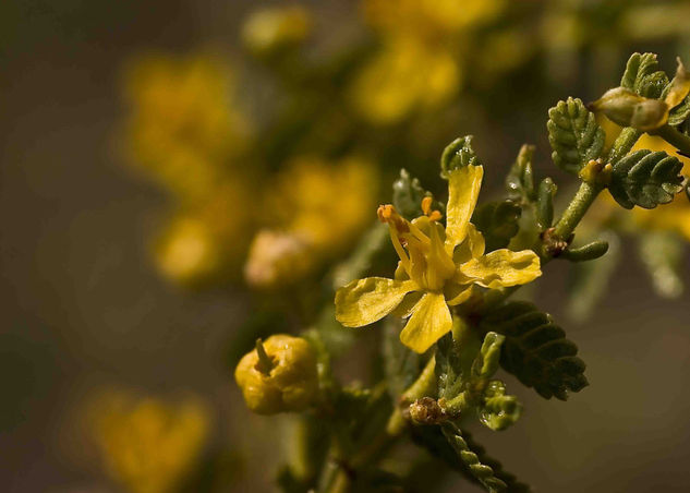 Jarilla en flor 