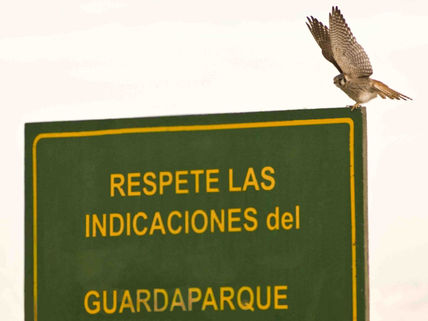 Halcón colorado