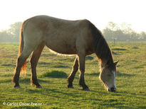 Baya al atardecer