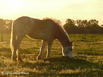 Caricia del sol