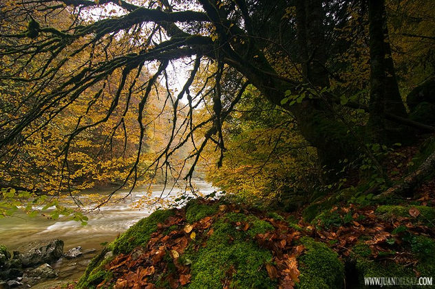 Otoño no es un color I