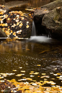 Otoño no es un color V