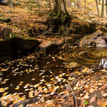 Otoño no es un color thumbnail 1