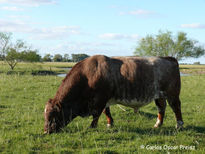 Toro rosillo colorado