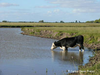 Fresquita del arroyo