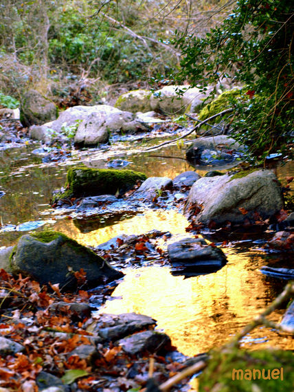 Dorados