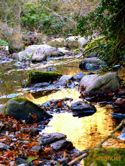 DORADOS Naturaleza Color (Digital)