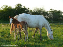 Blanca con potrillo