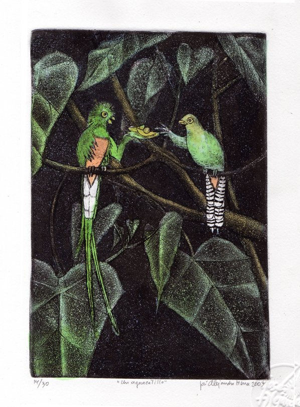 Quetzales, ¿un aguacatillo?