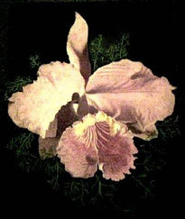 Orquídea