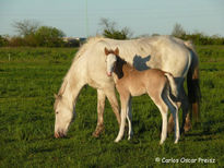 Blanca con potrillo 2