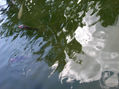 peces de colores 2