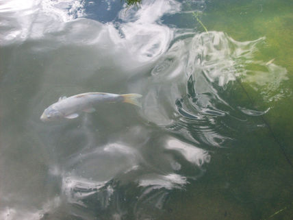 Peces de colores 3