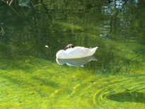 El cisne