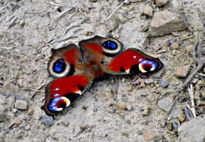 Mariposa