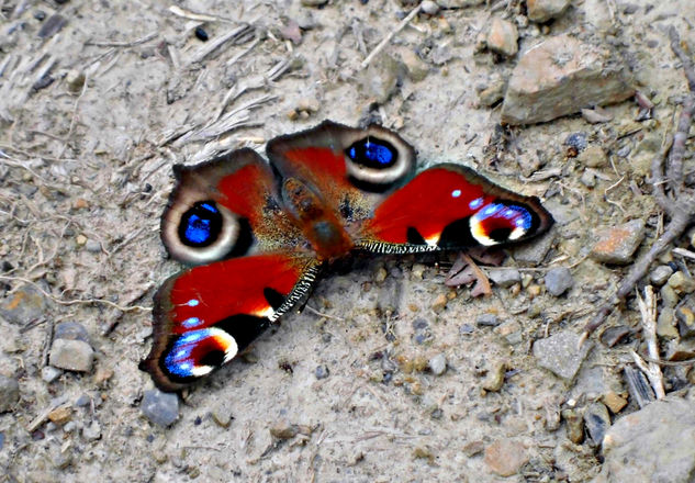 Mariposa Viajes Color (Digital)