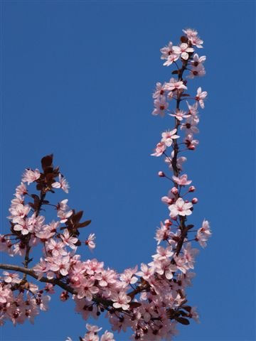 flores-3