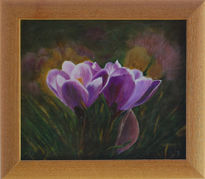 Crocus en mi jardin